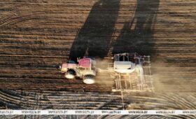 Сахарная свекла в Беларуси посеяна на 95% площадей