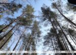 Тепло и без осадков. Какой погоды ждать белорусам 14 апреля