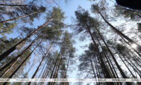 Тепло и без осадков. Какой погоды ждать белорусам 14 апреля