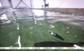 Минсельхозпрод: закон об аквакультуре позволит дать старт новым рыбным производствам