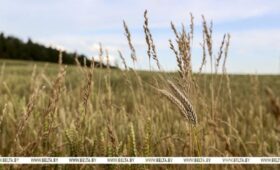 Директор Института радиобиологии: около 21 тыс. га пострадавших от аварии на ЧАЭС земель введено в сельхозоборот