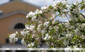 Как похолодание отразится на состоянии плодовых культур, рассказали в Белгидромете