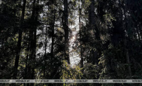 Только три района Беларуси остаются свободными от ограничений и запретов на посещение лесов