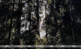 Свободно посещать леса можно в 50 районах Беларуси