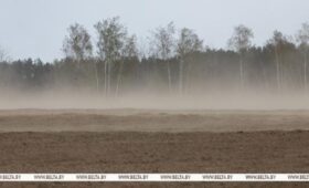 «Проходят по растениям, как наждачка». Эксперт о том, чем опасны пыльные бури для посевов