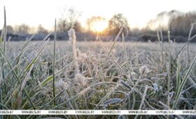 Сильный ветер и заморозки ожидаются 27 апреля в Беларуси