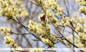 Будут ли в Беларуси ночные заморозки и снег 10 апреля, рассказали синоптики 