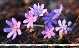 Синоптики рассказали, когда в Беларусь вернется по-настоящему комфортная погода