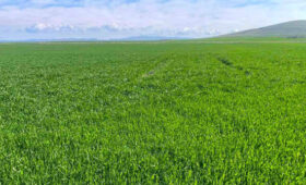 Семена озимого тритикале белорусской селекции показали хорошую урожайность на полях Грузии 