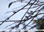 Оранжевый уровень опасности из-за ветра объявлен на 6 апреля в Беларуси