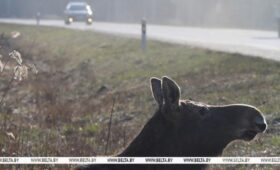 Зверь на дороге. Как не попасть в ДТП во время активной миграции диких животных