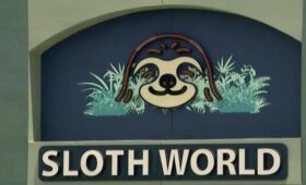 Более 30 ленивцев из Гайаны и Перу погибли на неотапливаемом складе в США | Новости Беларуси | БелТА