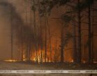 В Беларуси за сутки потушили 24 лесных пожара