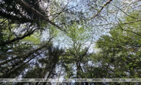 На всей территории Беларуси введены ограничения на посещение лесов