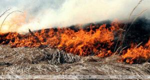 В Столинском районе восемь часов тушили лесной пожар