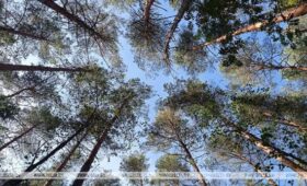 Запреты на посещение лесов действуют в двух районах Беларуси