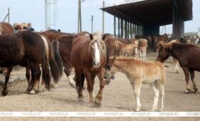 Огненные тяжеловозы, медоносные пчелы: чем живет заповедная территория спустя 40 лет после чернобыльской аварии 