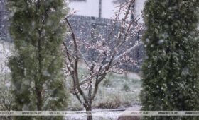 Ждать ли заморозков 28 апреля в Беларуси, ответили синоптики