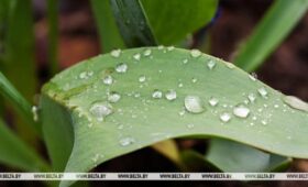 Зима не отпускает? Ждать ли мокрого снега белорусам 29 апреля, ответили синоптики