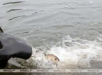 Щука, сом и белый амур. Рыбные ресурсы Беларуси пополнились
