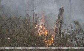 За сутки в Беларуси ликвидировано два лесных пожара