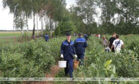 Возле моря, на стройплощадке и в лесу. Где может поработать гомельская молодежь в трудовом семестре
