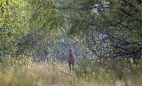 Ученые: Чернобыльская зона отчуждения стала уникальным местом обитания диких животных | Новости Беларуси | БелТА