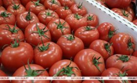 Беларусь планирует обеспечить внутренний рынок отечественными томатами в межсезонье 2027-2028 годов