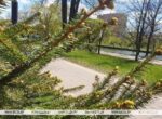 Ночные заморозки и резкое потепление днем прогнозируют в Беларуси 2 мая