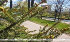 Ночные заморозки и резкое потепление днем прогнозируют в Беларуси 2 мая