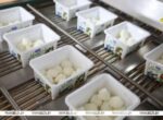 Новые позиции и рабочие места. Цех по производству сыра моцарелла открыли на предприятии в Щучине