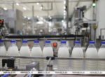 За счет чего Беларусь успешно конкурирует с крупными игроками мирового рынка молока, рассказала ученый