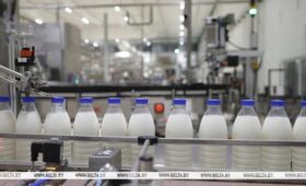 За счет чего Беларусь успешно конкурирует с крупными игроками мирового рынка молока, рассказала ученый