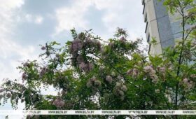 Синоптики предупреждают о сильном ветре и ливнях в Беларуси