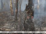 Четыре лесных пожара вспыхнули в Беларуси за сутки