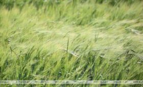 В Беларуси началось колошение яровых зерновых культур