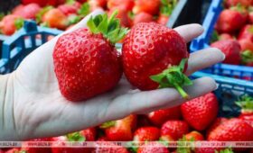 Яркая, сочная и ароматная: в Беларуси разгар сезона сбора урожая клубники 