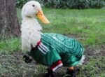 Популярная в сети утка Мерлин стала неофициальным талисманом ЧМ по футболу | Новости Беларуси | БелТА