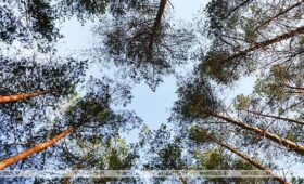 Ограничения на посещение лесов действуют в 23 районах Беларуси