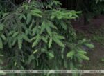 Посещение лесов запрещено в одном районе Беларуси, в 60 действуют ограничения