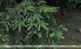 Посещение лесов запрещено в одном районе Беларуси, в 60 действуют ограничения
